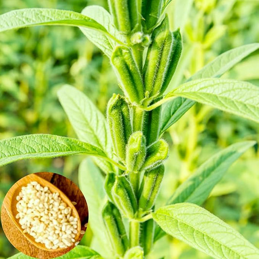TomorrowSeeds - White Sesame Seeds - 9000+ Count - for 2026 Planting Benne Gingelly Til Simsim Ellu Shirogoma Zhi Ma Cover Crop Growing USA Asian Chinese Garden Grow Your Own Home Farm Patio Healthy