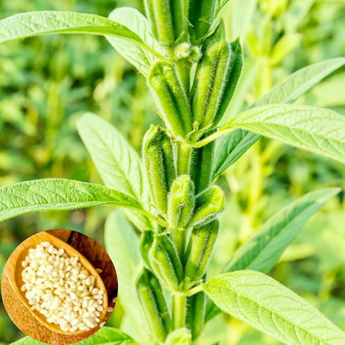 TomorrowSeeds - White Sesame Seeds - 4500+ Count - for 2026 Planting Benne Gingelly Til Simsim Ellu Shirogoma Zhi Ma Cover Crop Growing USA Asian Chinese Garden Grow Your Own Home Farm Patio Healthy
