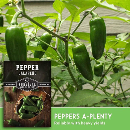 Jalapeño Pepper Seeds for Planting | Hot Heirloom Non-GMO Peppers for Pickling & Salsas – Survival Garden Seeds (5 Packs)