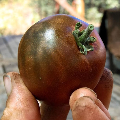 Seeds Tomato Black Prince Giant Heirloom Vegetable Non GMO