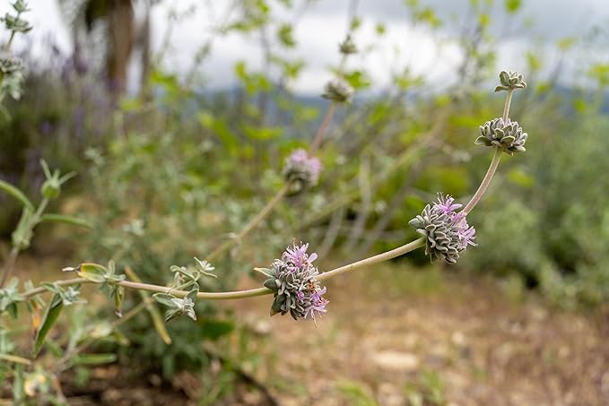 Plant Good Seed Organic San Luis Purple Sage Seeds for Planting: California Native Plant, Aromatic Gray Leaves - 100 Seed Packet