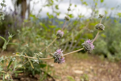 Plant Good Seed Organic San Luis Purple Sage Seeds for Planting: California Native Plant, Aromatic Gray Leaves - 100 Seed Packet