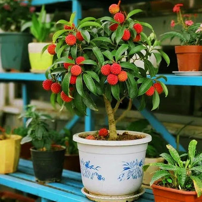 Dwarf Lychee Seeds for Planting Outdoor, 15+pcs Perennial Organic Litchi Tree Seed Non-GMO Heirloom Sweet Edible Fruit, Sweet Juicy Fruits Plants in Your Home Garden