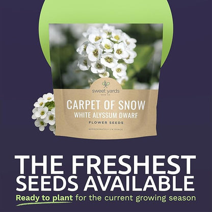 Alyssum Dwarf White – Carpet of Snow – Large 1/4 Ounce Seed Packet – 17,000 Flower Seeds for Planting – Lobularia maritima