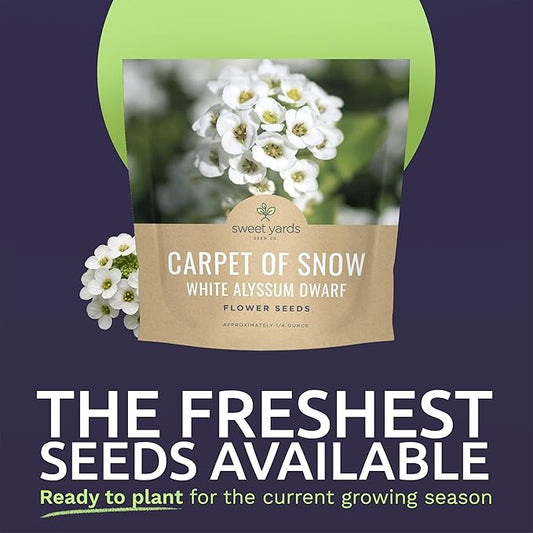 Alyssum Dwarf White – Carpet of Snow – Large 1/4 Ounce Seed Packet – 17,000 Flower Seeds for Planting – Lobularia maritima