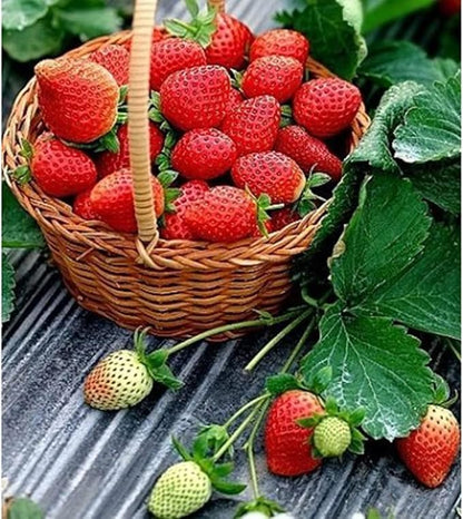 Fruit Seeds Variety Pack 1500pcs 6 Types – High Yield – 400pcs Strawberry, 200pcs Blueberry, 300pcs Raspberry, 300pcs Mulberry, 200pcs Cranberry,20 Cherry