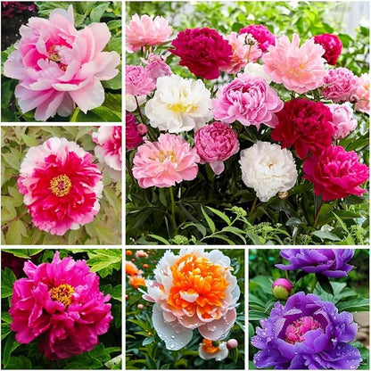 Peony Seeds for Garden Planting, 99 Pieces, Mixed Colors, Perennial Flowers with Ruffled Blooms