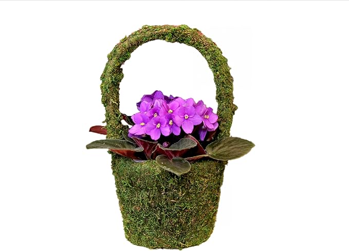 SuperMoss (55591) Vista Deco Moss Basket – Decorative Planter with Liner for Indoor & Outdoor Floral Arrangements – Ideal for Succulents, Orchids & Gifts, Small 4.5″ x 5.5″ x 8″, Fresh Green