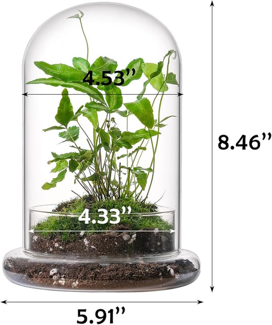 WHJY 8 inches Glass Cloche for Indoor Plants Small Terrarium Glass Cloche with Base Mini Cloche Dome with Base for Display Home Decor