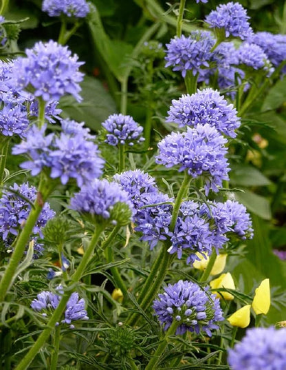 Globe Gilia Seeds, Gilia capitata, Pack of 5000 Seeds by Seeds2Go