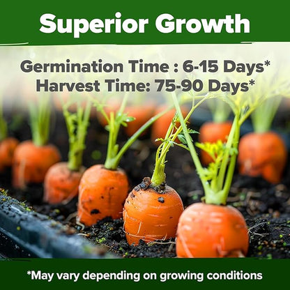 HOME GROWN Tendersweet Carrots Seeds 1 Pack - 3000 Non-GMO Heirloom Carrot Seeds for Planting Outdoors (Daucus carota subsp. sativus)