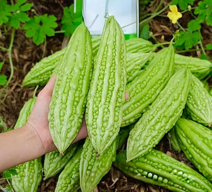 25 Organic Bitter Melon Seeds for Planting – Non-GMO Bitter Gourd – Khổ Qua Mỡ Trái Dài – Heirloom Ampalaya Seeds – Vegetable for Yard, Garden & Patio Planters