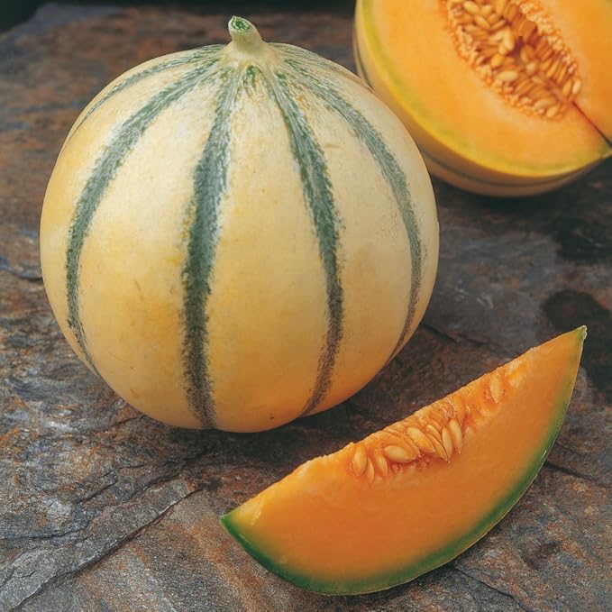 Seeds Charentais Melon Cantaloupe Non GMO Heirloom