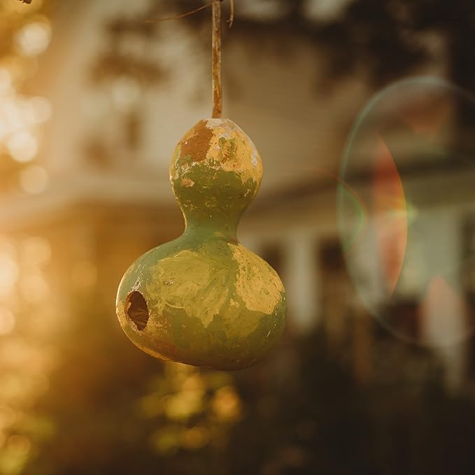 Birdhouse Gourd - 25 Seeds - Heirloom Bottle Gourd Variety, Non-GMO Gourd Seeds for Planting Outdoors in The Home Garden, Thresh Seed Company
