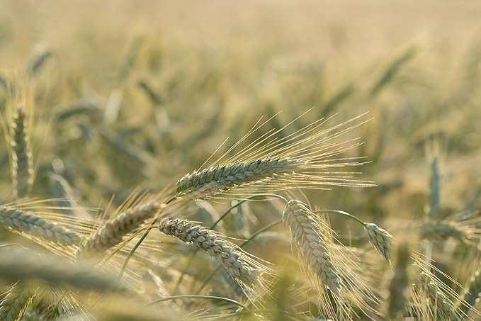 Plant Good Seed Organic Hard Red Spring Wheat Seeds for Planting: High Protein Heirloom Grain, Light Brown Kernels - 200 Seed Packet