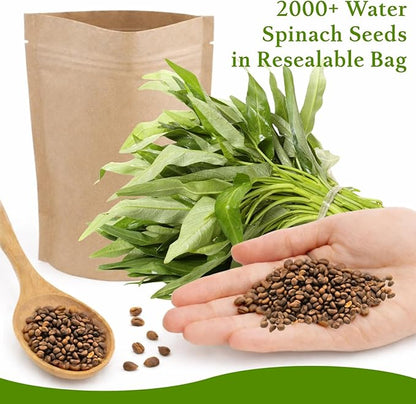 2000+ Water Spinach Seeds - Bulk Pack Kong Xin CAI Vegetable & Kangkong Seeds for Planting, Planting Guide for Easy Grow, for Container Gardening & Home Beds