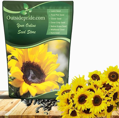 Outsidepride Dwarf Sunspot Sunflower Seeds for Planting - 1 Lb. Annual, Easy to Grow Flower Seeds w/Vibrant, Abundant Blooms for Cut Flower Arrangements & Pollinator & Vegetable Gardens