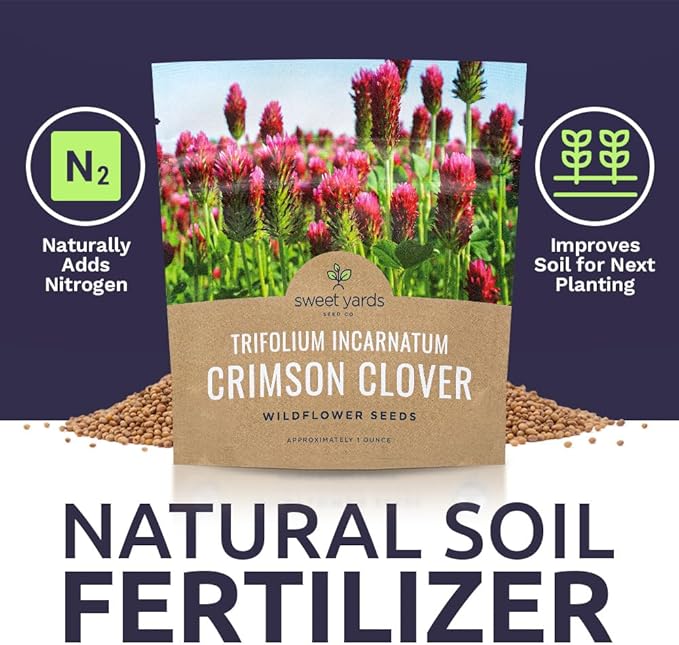 Crimson Clover Seeds – Extra Large Packet – Over 5,000 Open Pollinated Non-GMO Seeds – Trifolium incarnatum