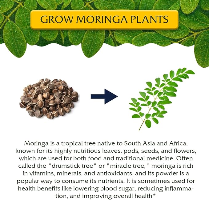 Moringa Oleifera Growing Kit, Moringa Seeds Complete Starter Set with 2 oz Seeds, 5 Peat Pots, Soil Discs, Plant Markers, Fast Growing Drought Resistant