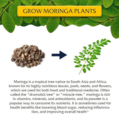 Moringa Oleifera Growing Kit, Moringa Seeds Complete Starter Set with 2 oz Seeds, 5 Peat Pots, Soil Discs, Plant Markers, Fast Growing Drought Resistant