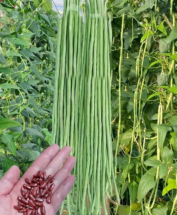 30PCS Green/Red Yard Long Bean Seeds Asian Noodle Asparagus Bean Seeds Non-GMO Heirloom