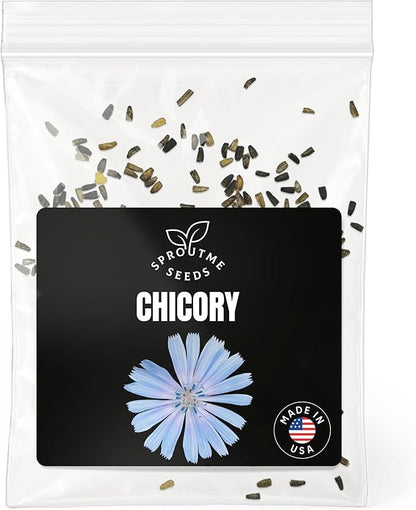 Chicory Seeds for Planting – 300+ Non-GMO Heirloom Leaf & Root Chicory Seeds (Cichorium intybus)