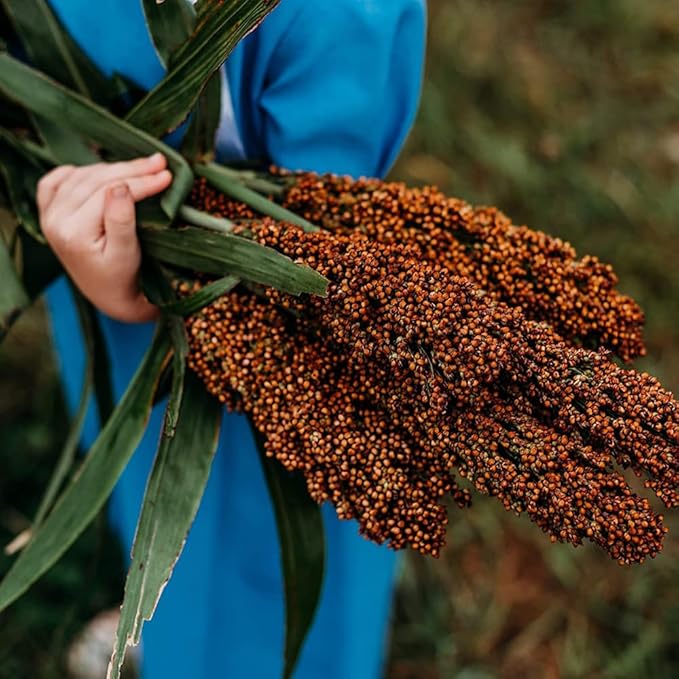150+ Perennial Sugar Cane Seeds for Planting,Tropical Sugarcane Plant Seeds Non-GMO Heirloom Pollinated Variety for Outdoor Home
