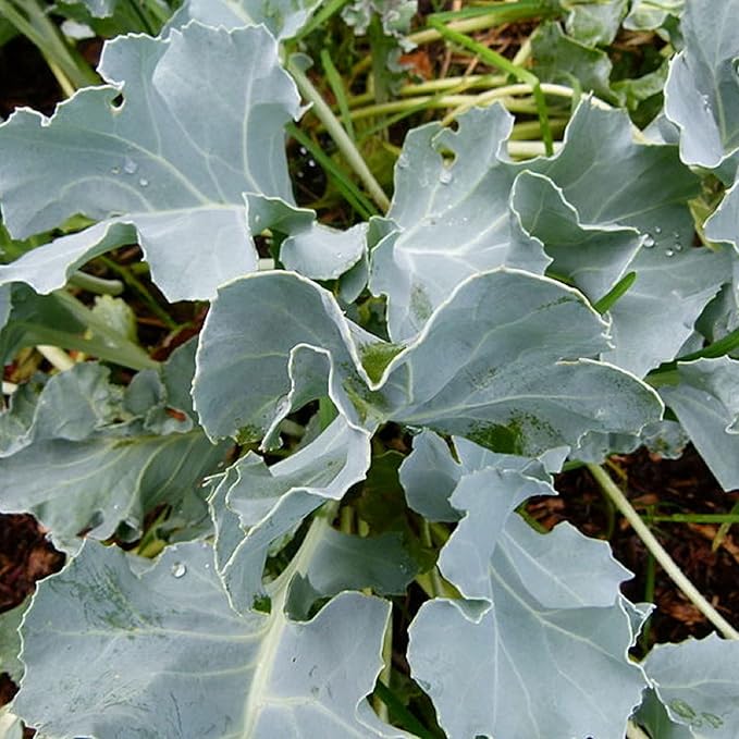 CHUXAY GARDEN Sea Kale Seed 10 Seeds Non-GMO Edible Vegetable Ornamental Vegetables Plant Perennial Seasoning Culinary Plants Great Taste