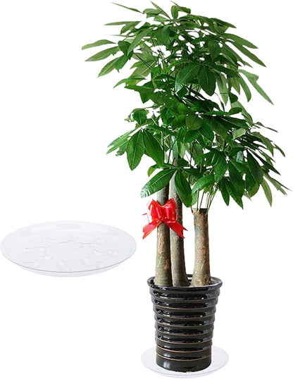 6 Pack Heavy Duty Clear Plastic Plant Saucer Sturdy Pot Tray Plant Trays Drip Trays for pots,Plate Water Catcher,Flower Pot Saucer Water Drainage Tray Floor Protector (16 inch)