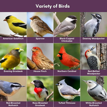 Blue Seal Concerto Wild Bird Seed | Premium High-Energy Blend | No Fillers, Corn-Free | Attracts a Wide Variety of Wild Outside Birds | Convenient Shell-Free Mix | Made in USA | 20 Pound Bag