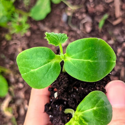 Seed Needs Cucumber Seeds for Planting Armenian Yard Long Cucumbers - Heirloom Non-GMO & Untreated - Snake Melon/Serpent Cucumber to Plant a Home Grown Outdoor Vegetable Garden (2 Packs)