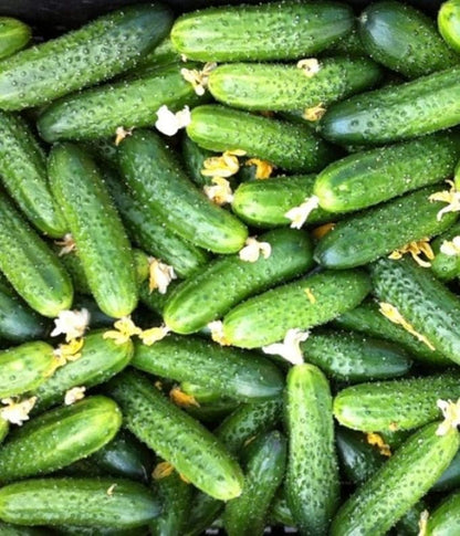 Seeds Vegetable Cucumber Envy of The Neighbors F1 Early for Pickling - 30 Seeds