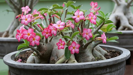 Gardenera Desert Rose Potting Mix - Unleash The Full Potential of Your Adenium Plants - 20 QUARTS