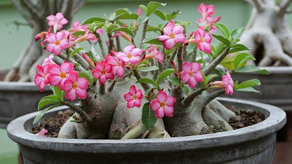 Gardenera Desert Rose Potting Soil - Support The Resilience and Growth of Your Adeniums - 5 QUARTS