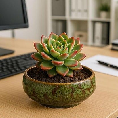 Oncpcare Lotus Bowl Planter – Glazed Ceramic Water Plant Pot for Indoor Outdoor Use, Shallow Hydroponic Vase for Lotus Seeds, Succulents, Bonsai, Water Lily Arrangement (Blue)