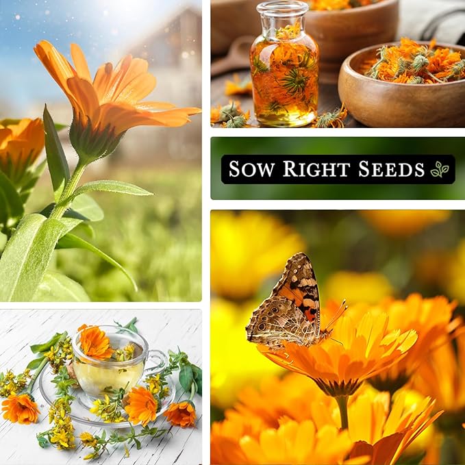 Sow Right Seeds - Bulk Ball’s Orange Calendula Seeds for Planting - 1 Ounce, 2800 Seeds - Non-GMO Heirloom Jumbo Pack with Instructions to Plant a Garden - Grow Loads of Orange Blooms for Pollinators