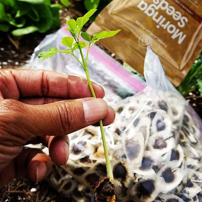 Moringa Seeds | 700 Count Appx. | BEST VALUE FOR MONEY | Premium Quality Seeds | Moringa Oliefera Seeds | Edible Moringa Seed | Non GMO Organic Moringa Seeds - TundeLaniran Foods (Pack of 1)