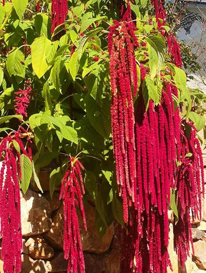 500PCS Amaranth Seeds Red Garnet Love Lies Bleeding Autumn Flower Garden Heirloom Seeds