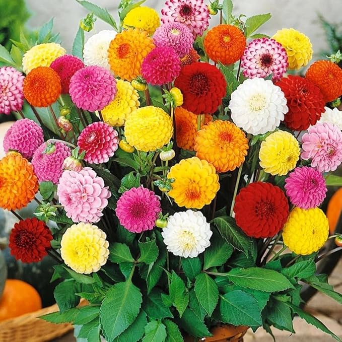 Seeds Dahlia Pompon Mix Annual Flowers