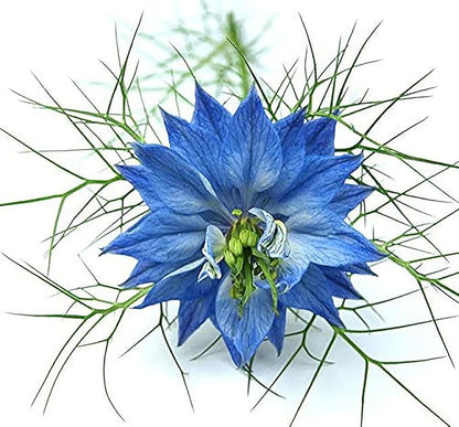 1000 Seeds -Blue Love in a Mist - Nigella - Easy to Grow