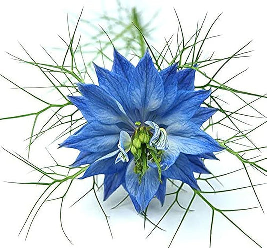 1000 Seeds -Blue Love in a Mist - Nigella - Easy to Grow