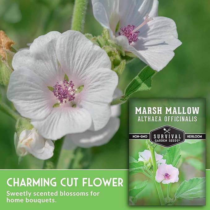 Marshmallow Seeds for Planting - Marsh Mallow Medicinal Herb, Althaea Officinalis, Traditional Root Plant for Herb Garden - Heirloom Non-GMO Open Pollinated - Survival Garden Seeds (2 Pack)