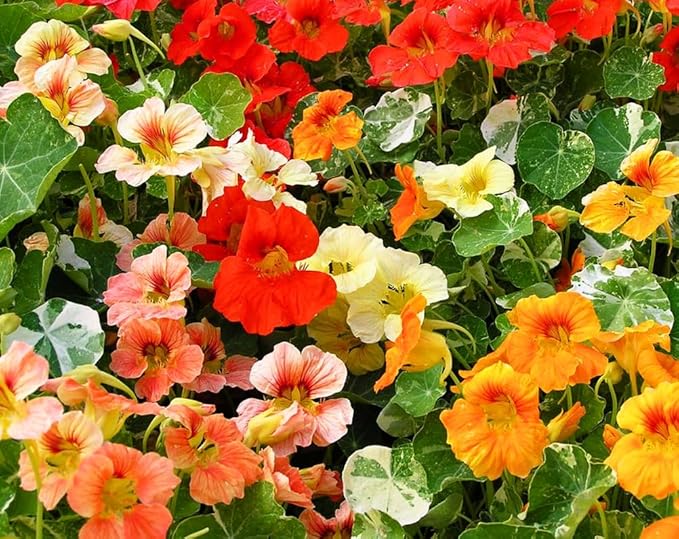 Nasturtium Seeds Dwarf Tall Trailing Mix – 50+ Edible Flower Seeds for Planting Outdoors – Fast Germination, Low-Maintenance Climbing