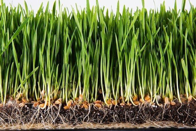 Helps Plant Growth and Establishment (1 Pound)