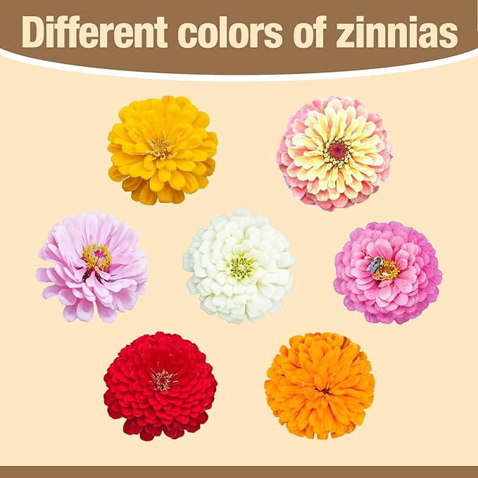 8000+ Zinnia Flower Seeds for 2026-7+ Color Mix, High Germination Rate, Perfect for Gardens, Mix Zinnia Wildflower Seeds, Mixed Colors and Large Blooms, Easy to Grow, Large 2 Ounce Packet