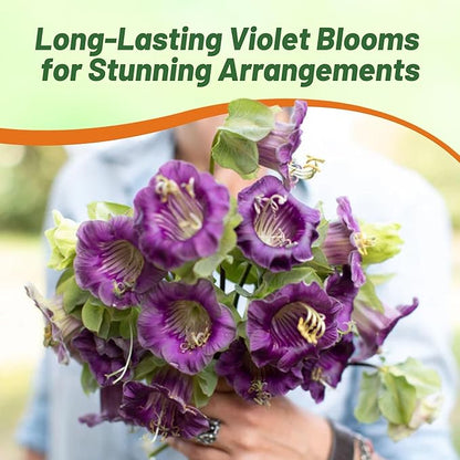 Outsidepride Violet Cobea Cup and Saucer Vine Seeds - 200 Pcs Perennial Climbing Vine Flower Seeds with Lush Foliage & Large Flowers That Attract Pollinators, for Fences, Trellises, or Walls