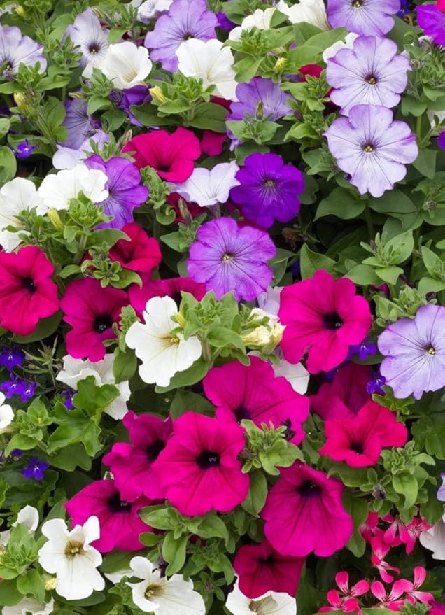 Seeds Petunia Triumph Rainbow Mix - Annual Flowers for Planting - GMO Free