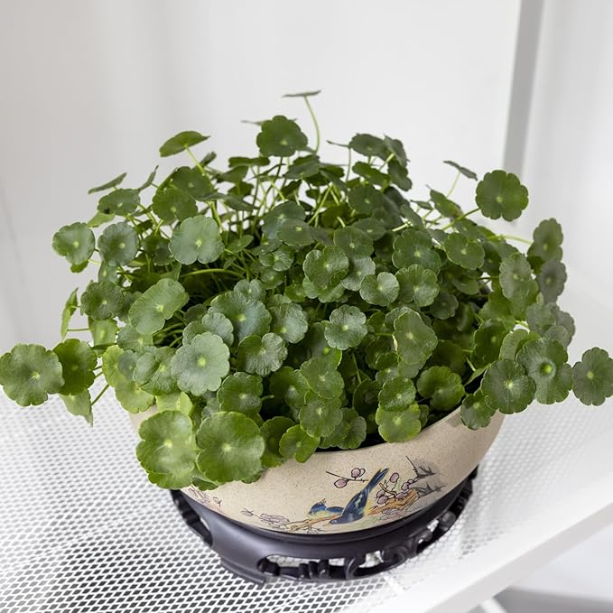 TOIVO Lotus Bowl Planter, Coarse Pottery Water Lily Flower Pot with Plastic Base, 7.8 inches (B-1)