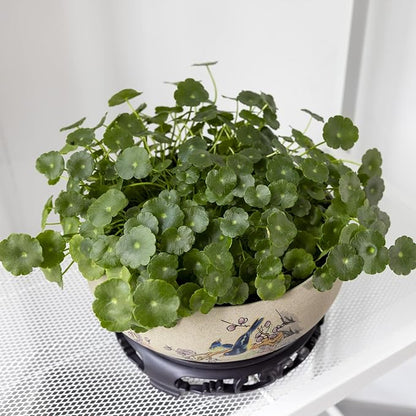 TOIVO Lotus Bowl Planter, Coarse Pottery Water Lily Flower Pot with Plastic Base, 7.8 inches (B-1)