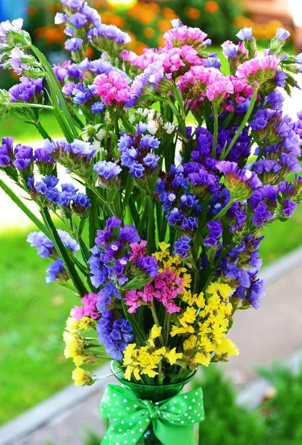 Wavyleaf Sea Lavender (Limonium, Statica) Mix Seeds Annual Flowers Herbs for Planting Non GMO 80 Seeds